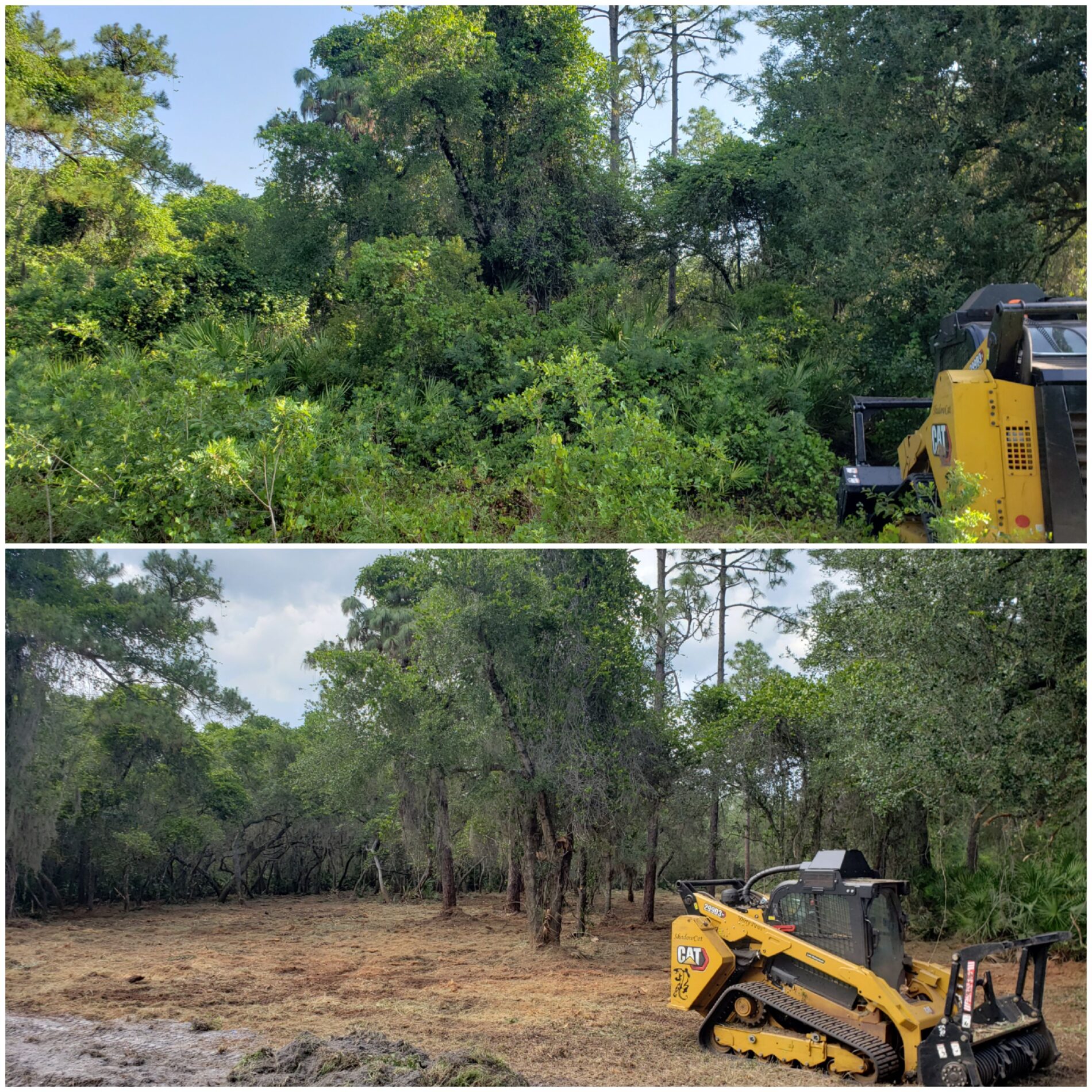 Before / After — Forestry Mulching