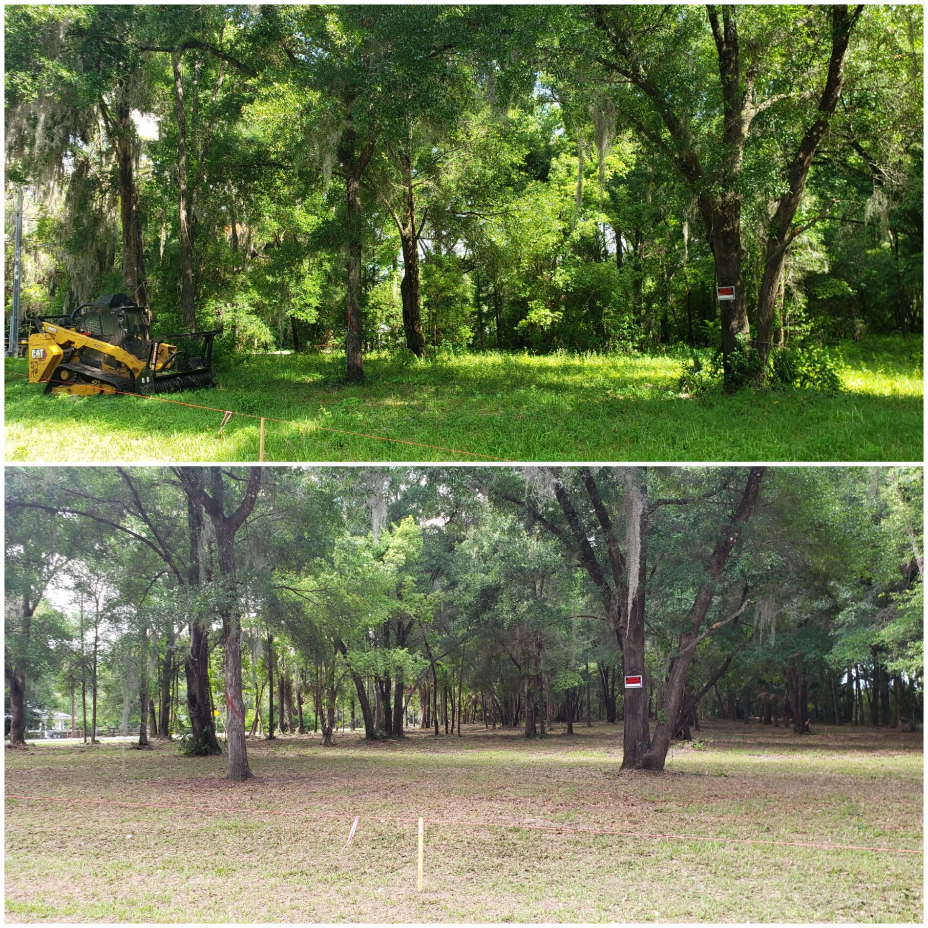 Before / After — Underbrush Removal