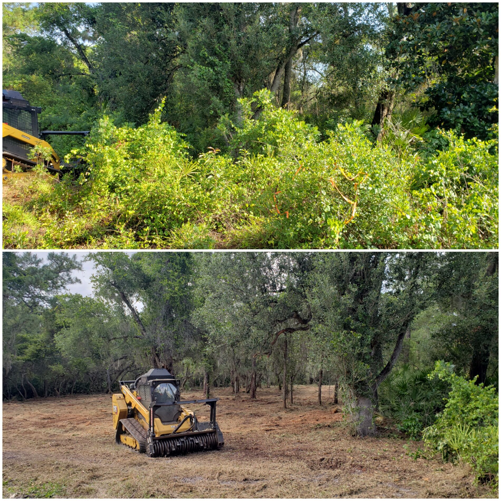 Before / After — Brush Clearing