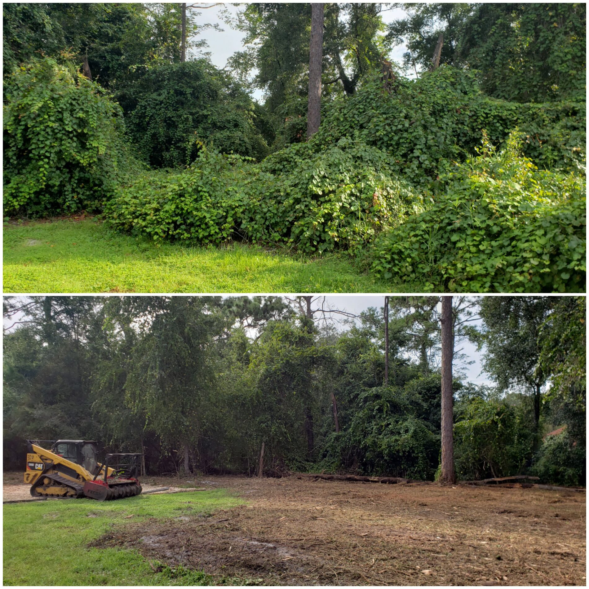 Before / After — Vine & Overgrowth