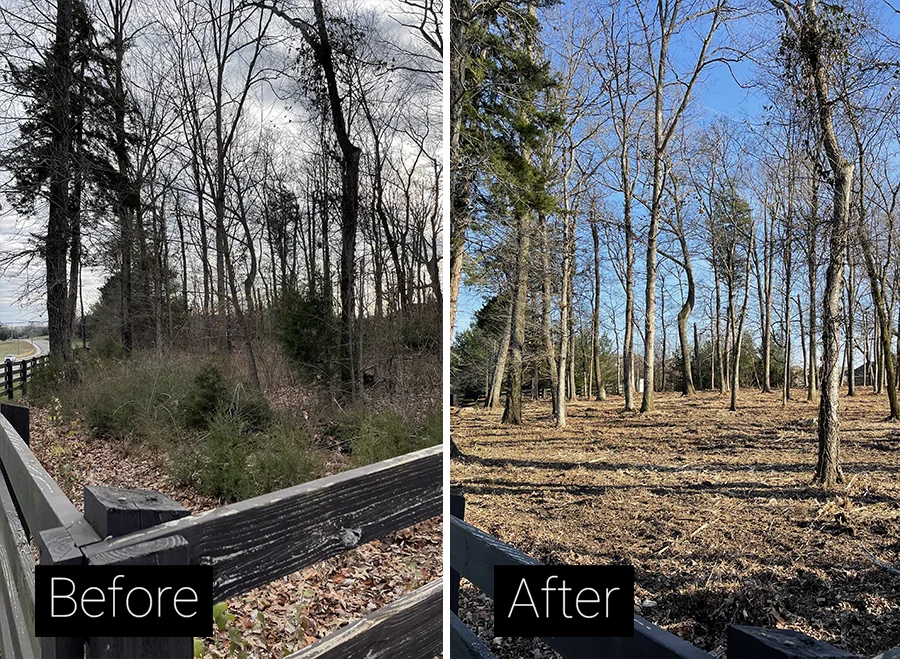 Before / After — Forestry Mulching