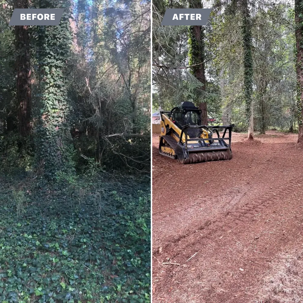 Before / After — Ivy Removal